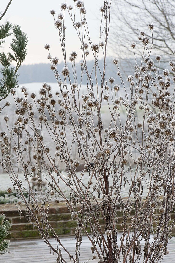 Frozen Dipsacus pilosus hairy teasel seeds in winter
