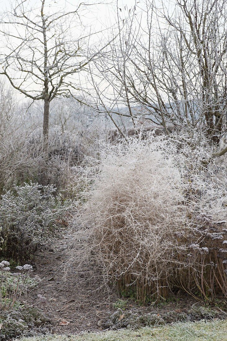 Frozen perennial flowerbed with aster (Herbstaster) and asparagus