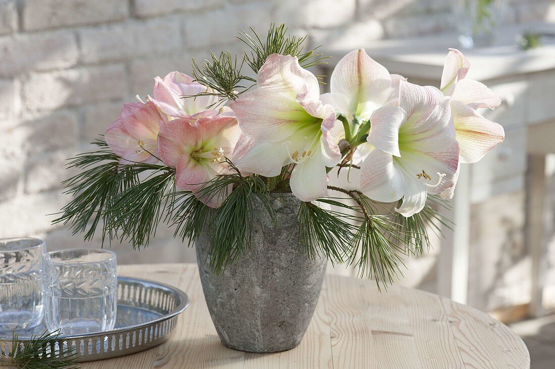 Winter bouquet with Hippeastrum and Pinus