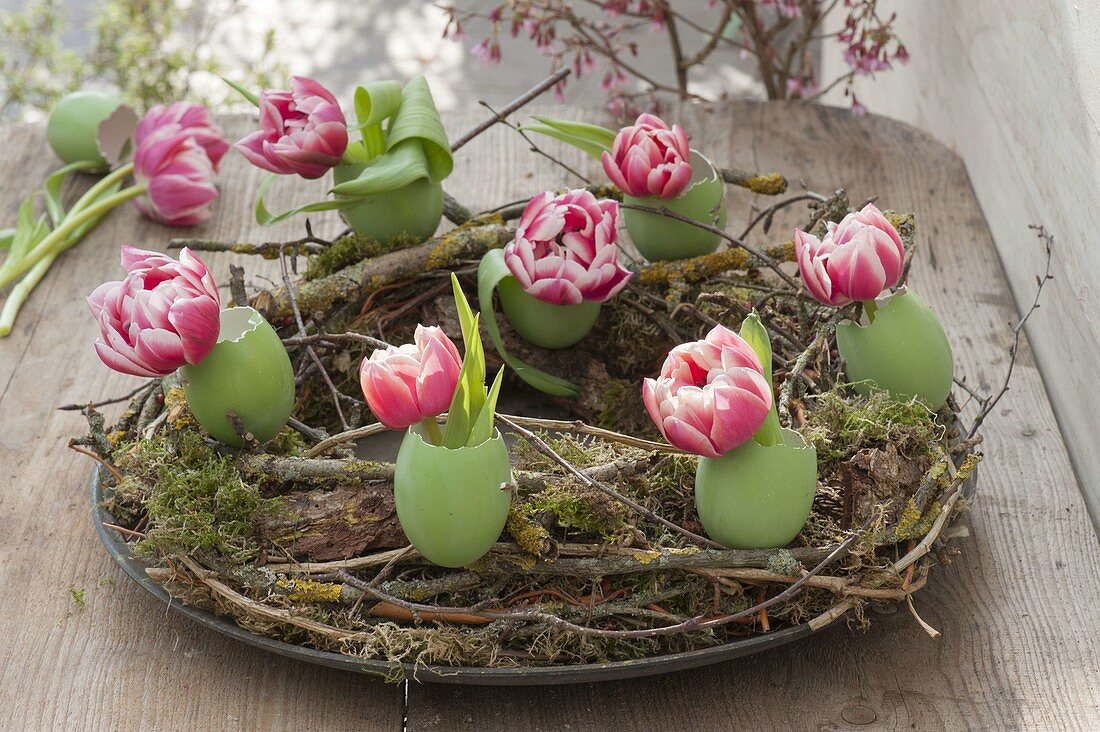Einzelne Blüten von Tulipa (gefuellten Tulpen) in grün gefaerbten Enteneiern