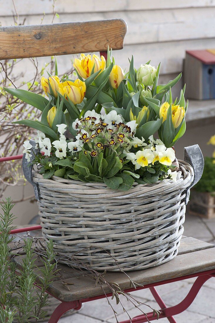 Frühlingskorb mit Tulipa (Tulpen), Viola cornuta (Hornveilchen) und Primula