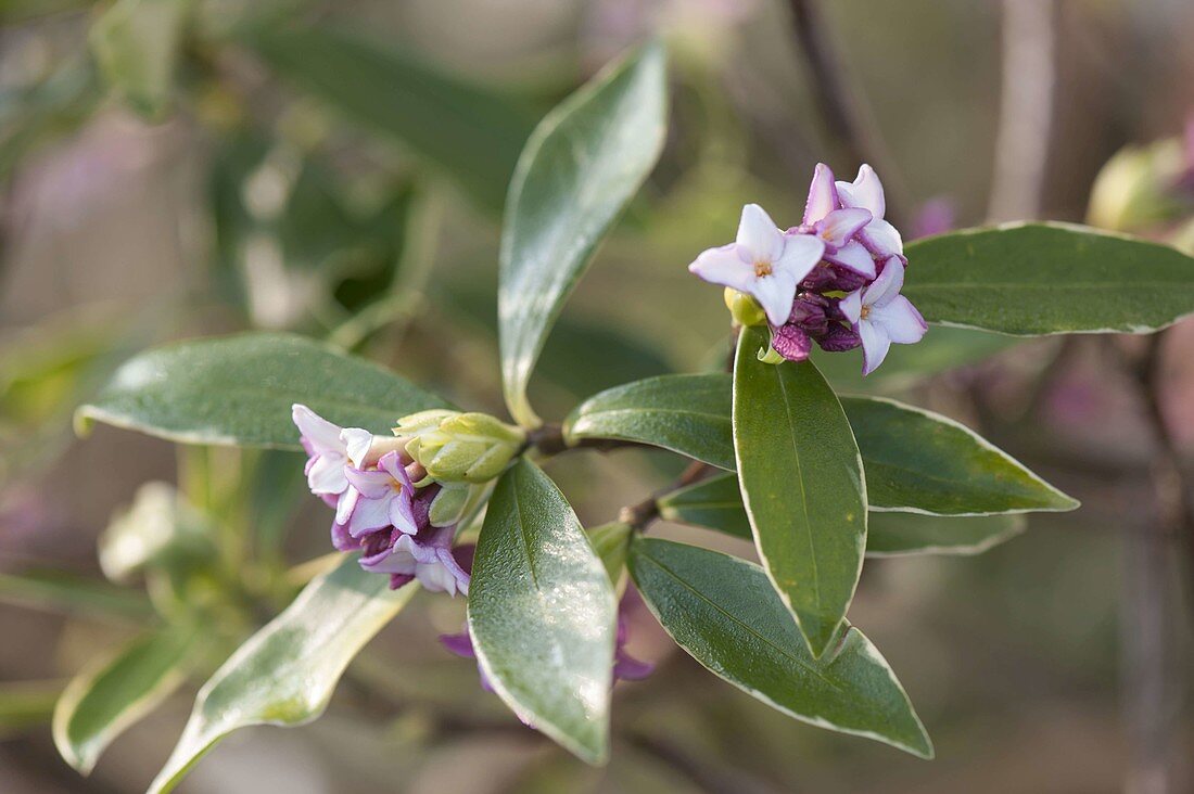 Daphne odora 'Aureomarginata' (Evergreen Daphne)