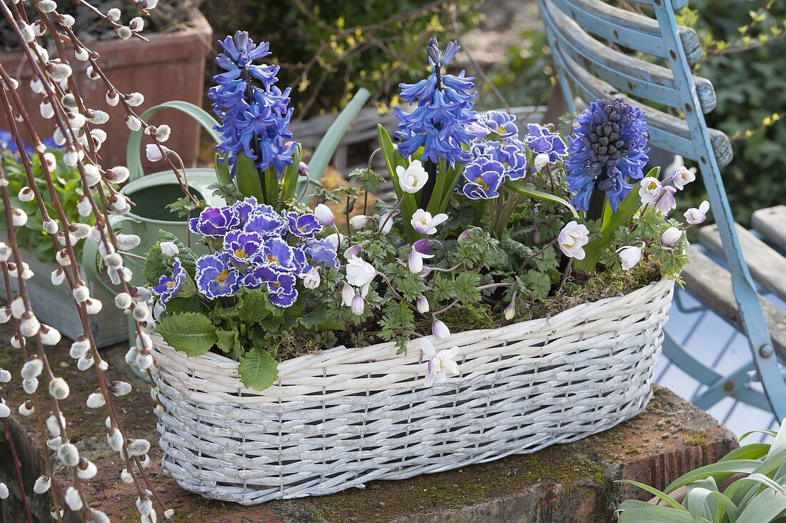 White basket with Hyacinthus, Primula acaulis