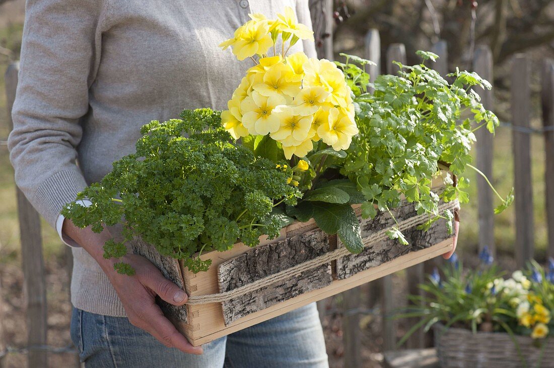 Frau trägt Holzkasten mit Primula elatior (Hoher Primeln) und Petersilie