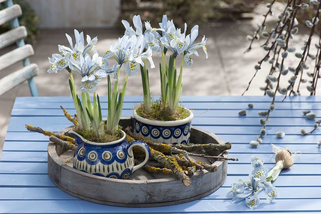 Iris reticulata 'Katherine Hodgkin' in Polish pottery