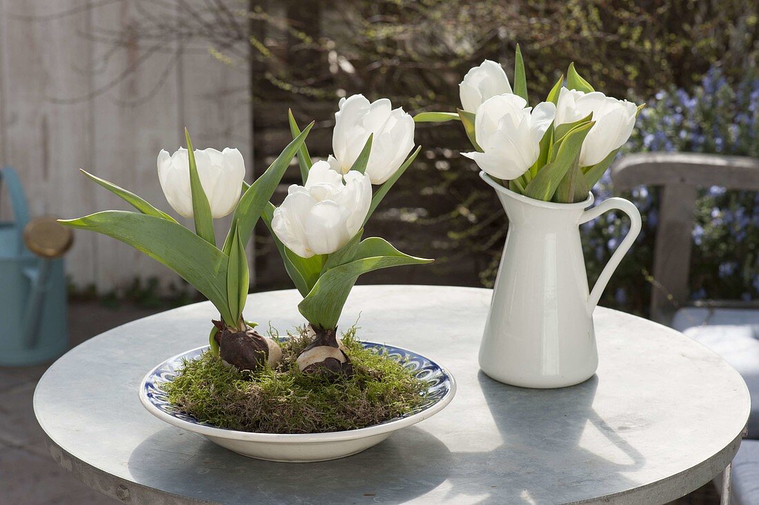 Tulipa 'Calgary' (tulip) white with moss in soup plate