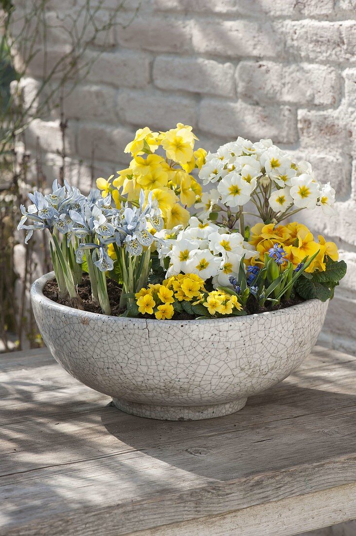 Cup with spring bloomers primula acaulis, elatior, iris