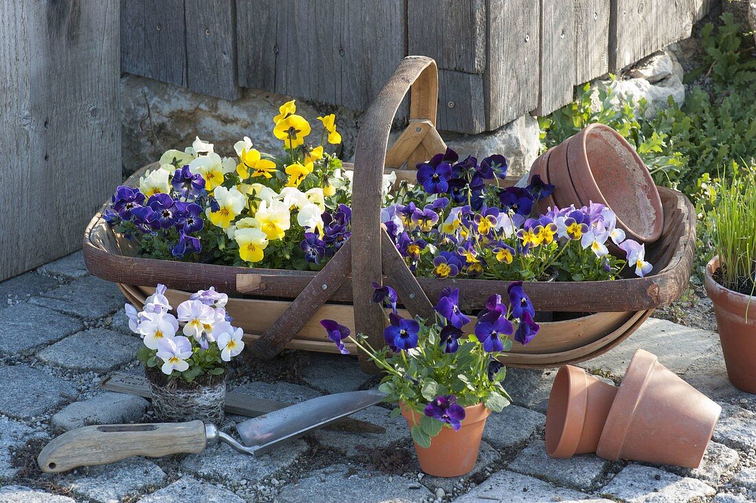 Spank basket with Viola cornuta (horn violets), clay pots
