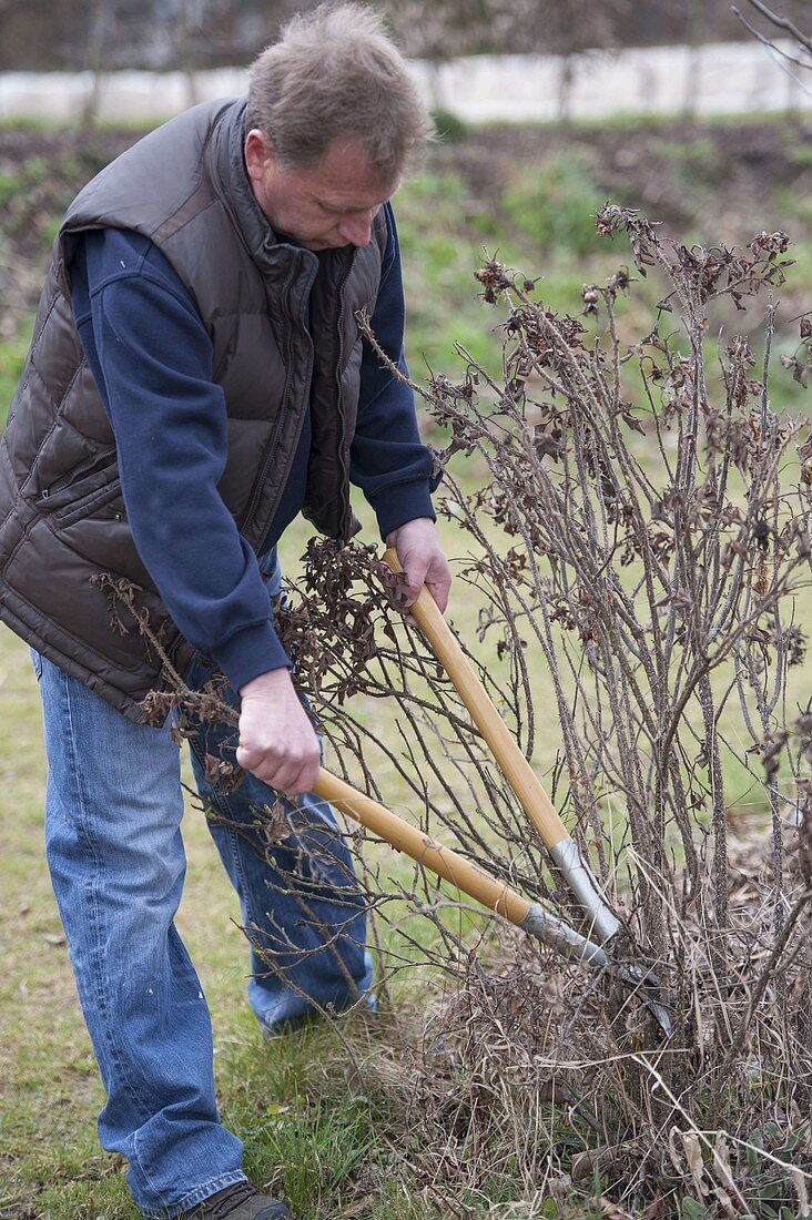 Man scoops out Rose rugosa in early spring