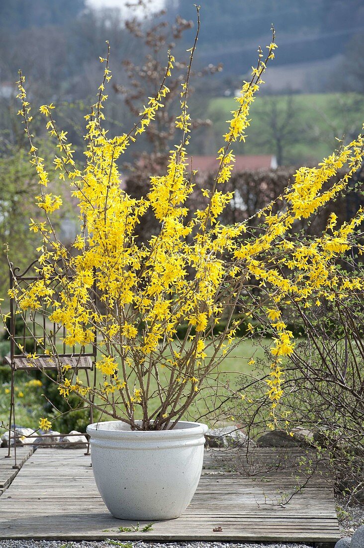 Forsythia 'Lynwood Gold' (Goldgloeckchen) im weissen Kübel