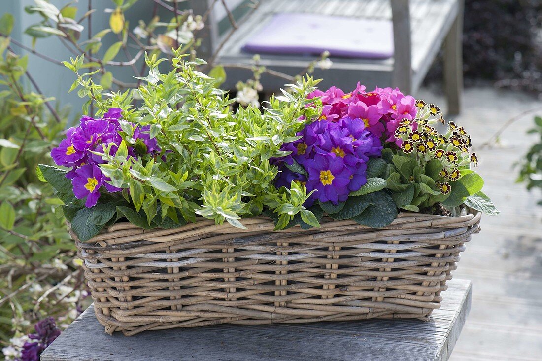 Basket with Primula acaulis and Elatior hybrid 'Gold Lace'