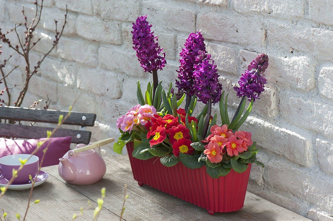 Red Jardiniere with Primula acaulis and Hyacinthus 'Purple Sensation'
