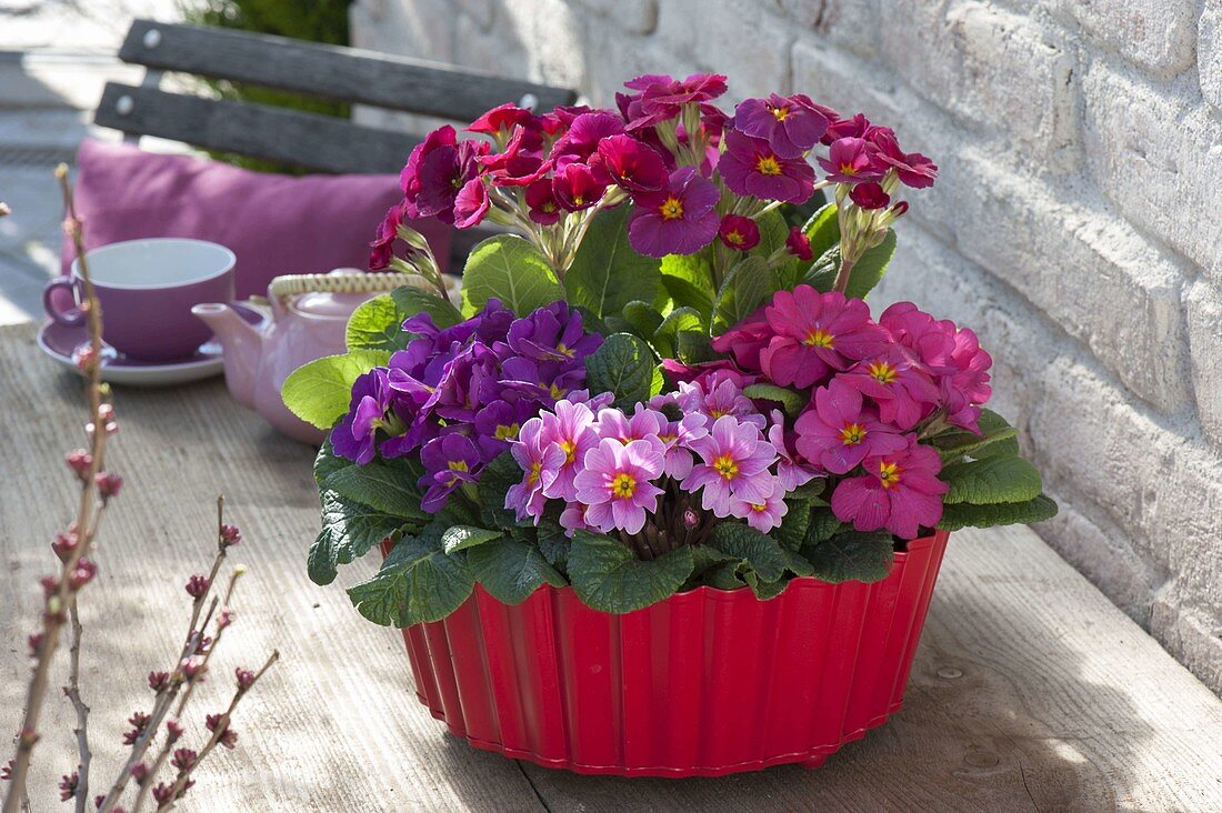 Primula acaulis und elatior (Primeln) in roter Schale