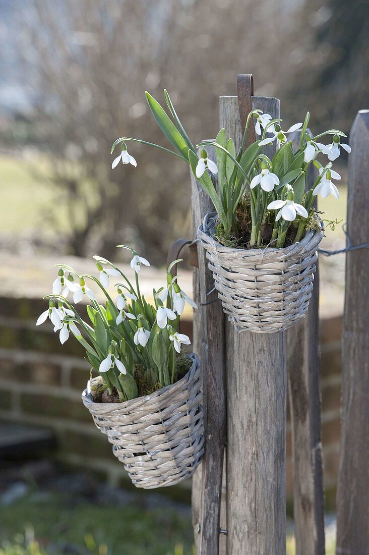 Kleine Körbchen mit Galanthus nivalis (Schneeglöckchen) an Zaun gehängt