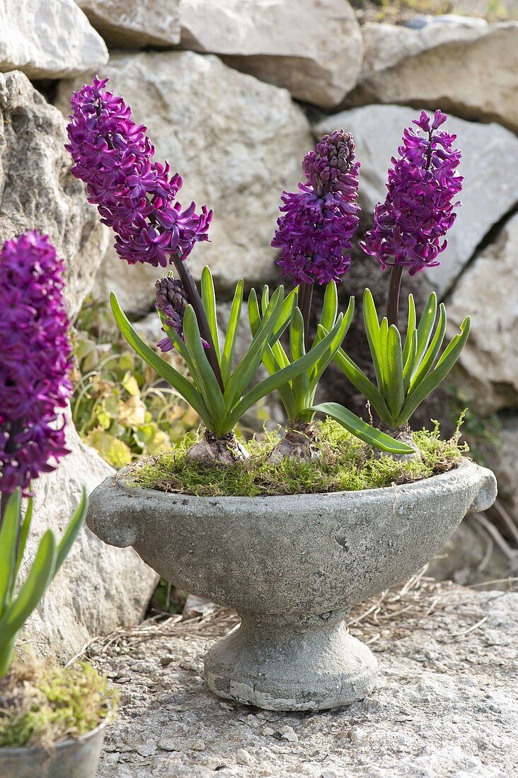 Hyacinthus 'Purple Sensation' (Hyacinth) in footed bowl