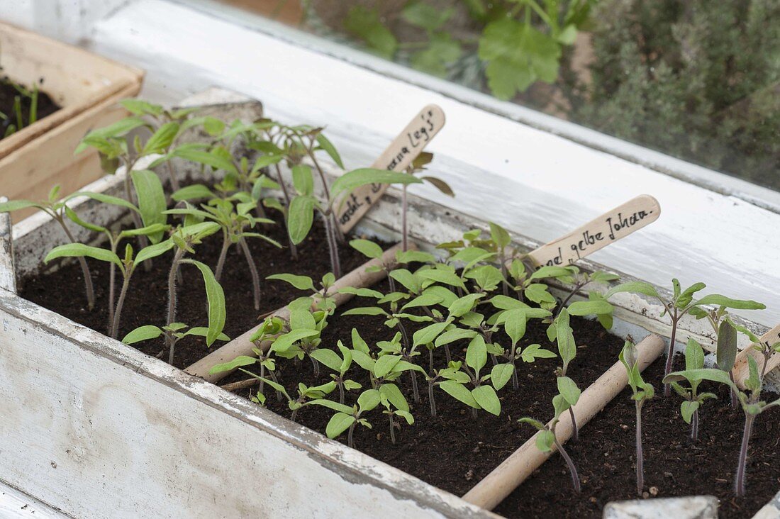 Tomato sowing on the windowsill