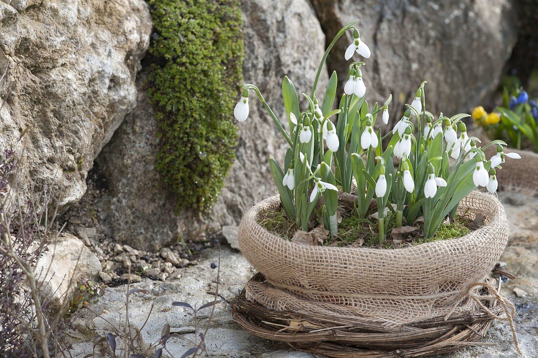 Galanthus nivalis in bowl, packed with plucking