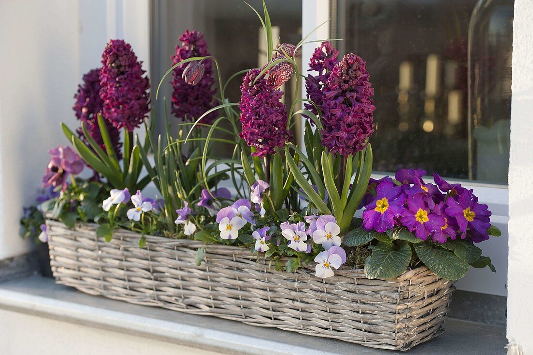 Basket with Hyacinthus 'Purple Sensation', Primula acaulis