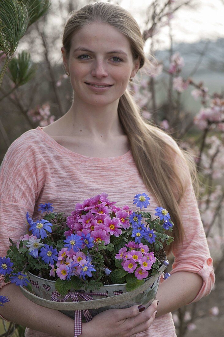 Young woman carrying small tub with primula acaulis and anemone