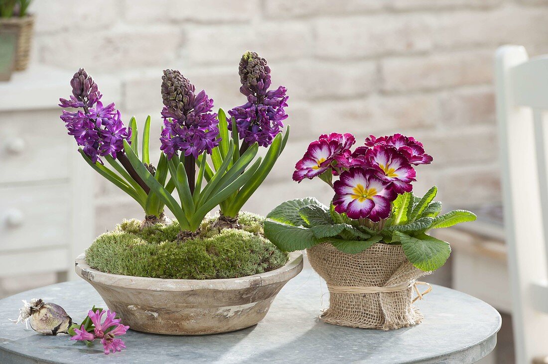 Hyacinthus 'Purple Sensation' (Hyazinthen) und Primula acaulis (Primel)
