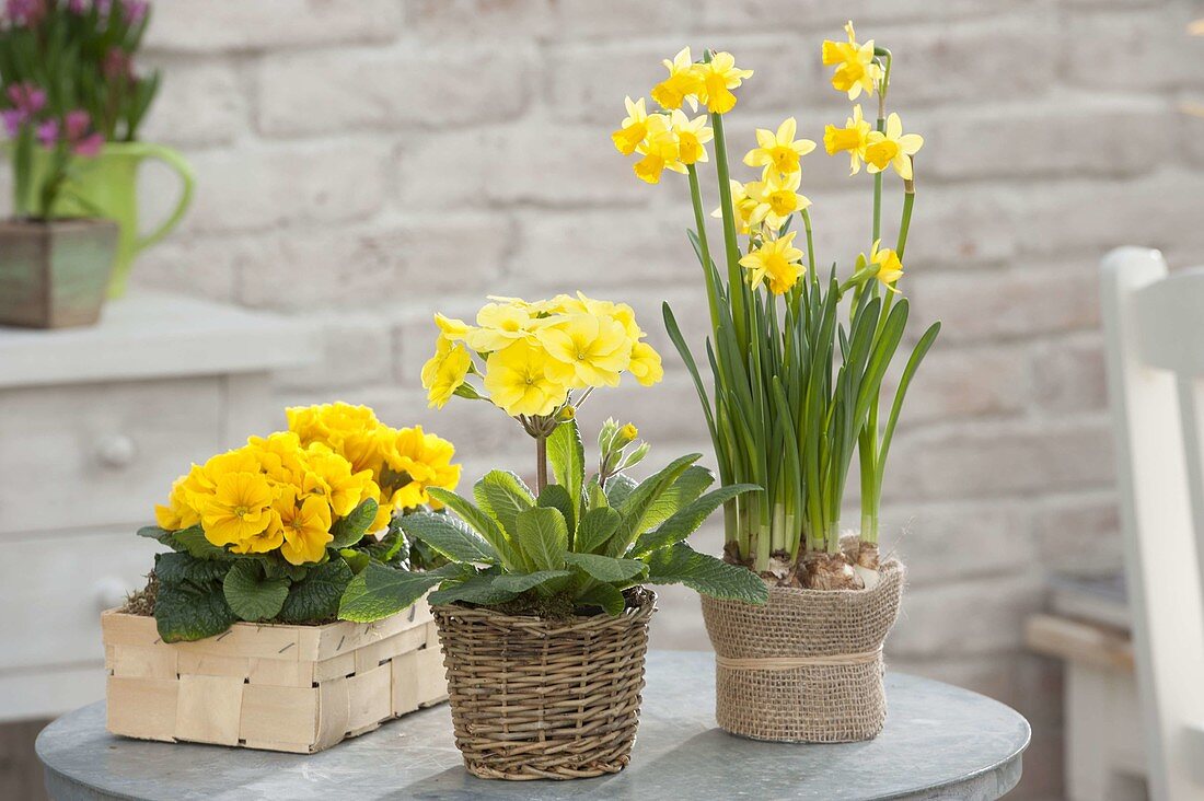 Narcissus 'Tete A Tete' and Primula acaulis, elatior