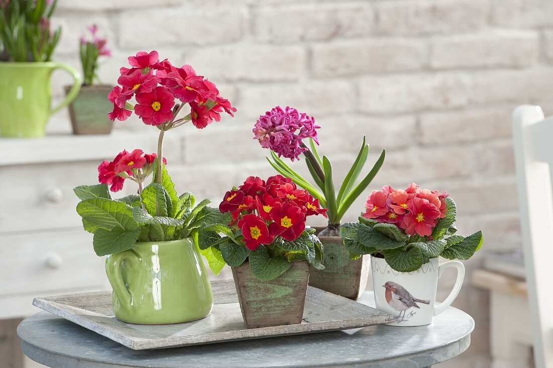 Primula acaulis and elatior in pitcher and cup, Hyacinthus