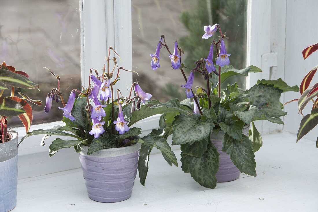 Chirita 'Destiny', novelty with purple bellflowers