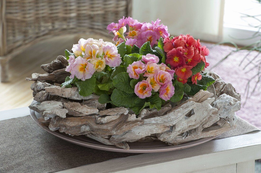 Primula acaulis (primrose) in garland of driftwood