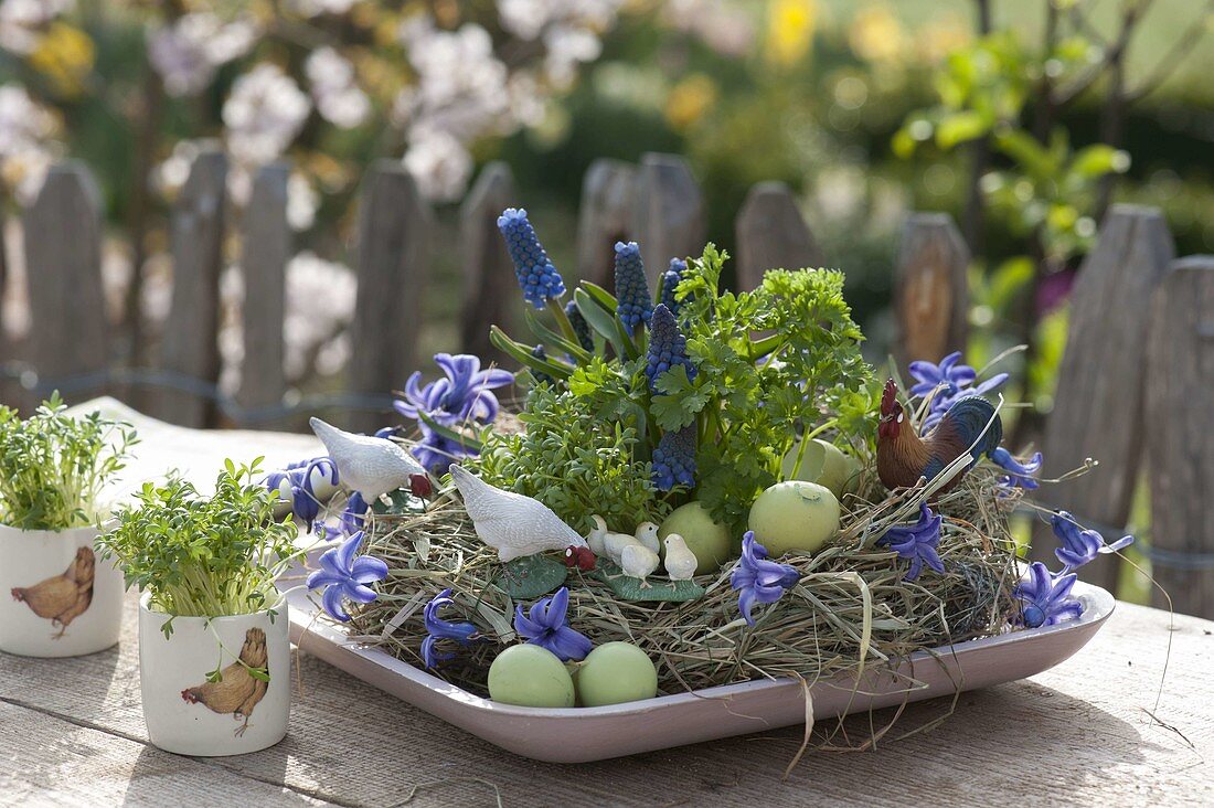 Osternest mit Petersilie (Petroselinum), Muscari (Traubenhyazinthen)