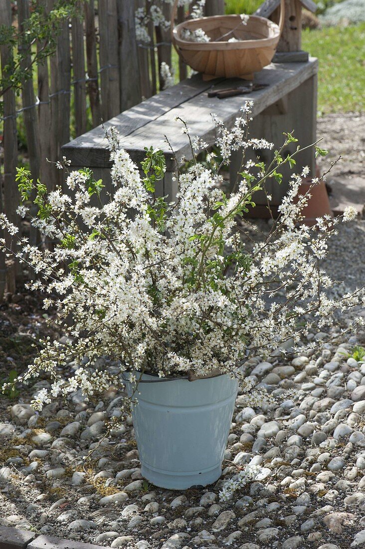 Laendlicher Strauss aus Zweigen von Prunus spinosa (Schlehen) und Rosa