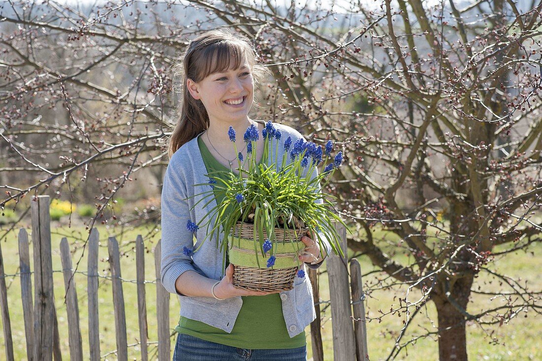 Frau mit Muscari siberica (Traubenhyazinthen) im Korb