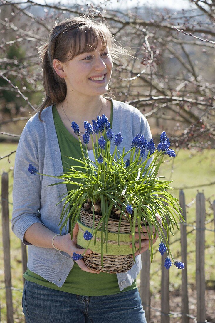 Woman with muscari siberica (grape hyacinth) in the basket