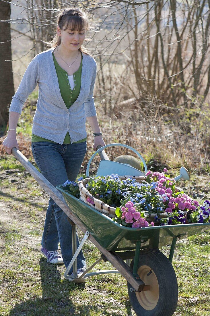 Frau mit Schubkarre voller Frühlingsblumen zum Einpflanzen