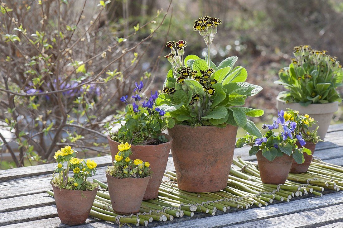 Pots filled with Eranthis (Winter Lilies), Viola odorata (Scented Violets) and Primula