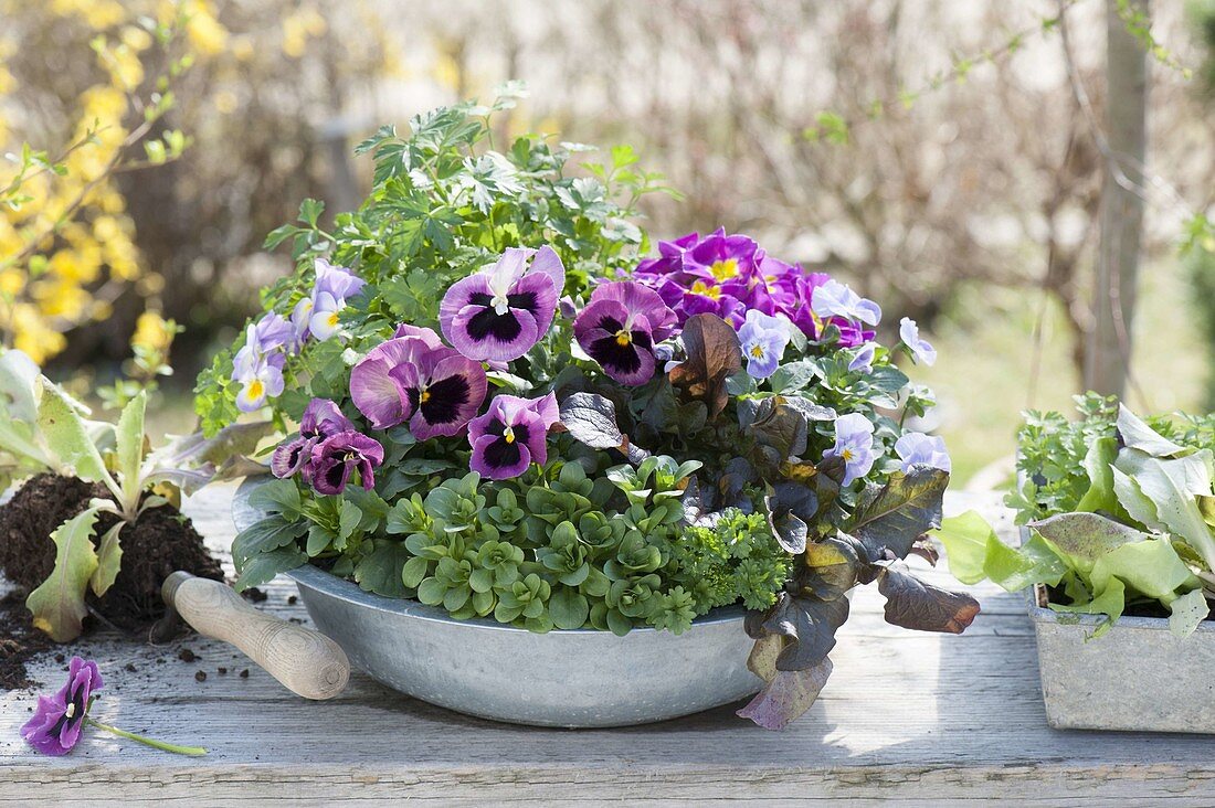 Zinkschale mit Kräutern und essbaren Blüten