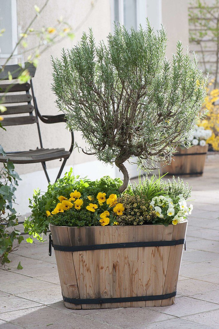 Wooden tub with herbs and edible flowers, rosemary