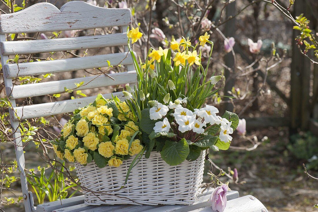 White wicker basket with spring bloomers on garden chair