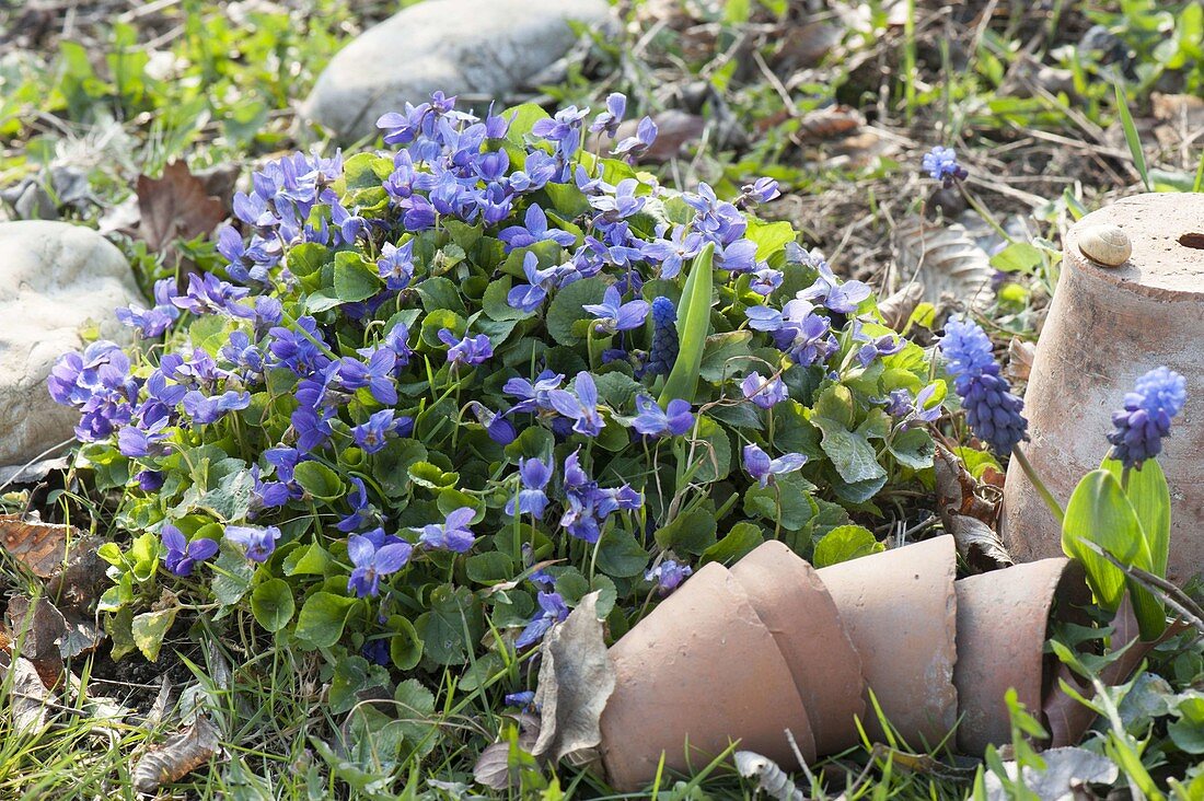 Viola odorata (Duft-Veilchen) im Garten, Tontoepfe als Deko daneben