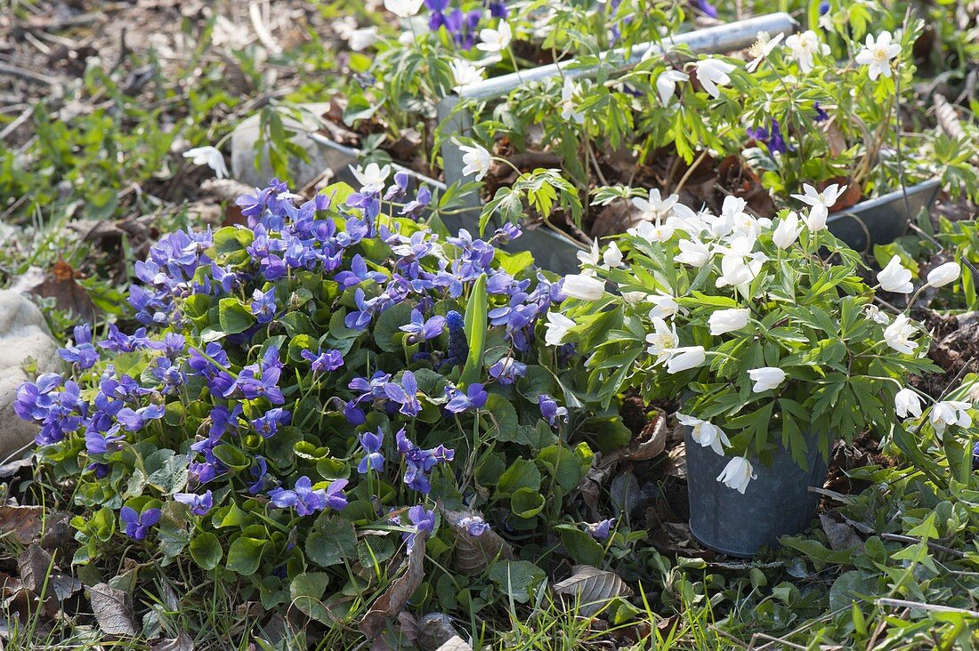 Viola odorata (Duft-Veilchen) im Beet, daneben Anemone nemorosa