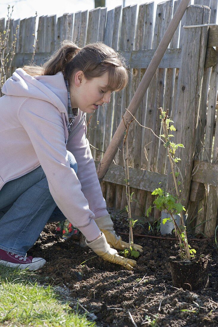Woman planting berry bushes bed on fence