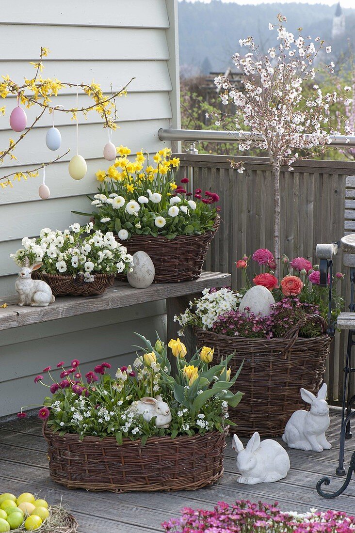 Colorful Easter balcony, Narcissus 'Tete A Tete', Prunus incisa