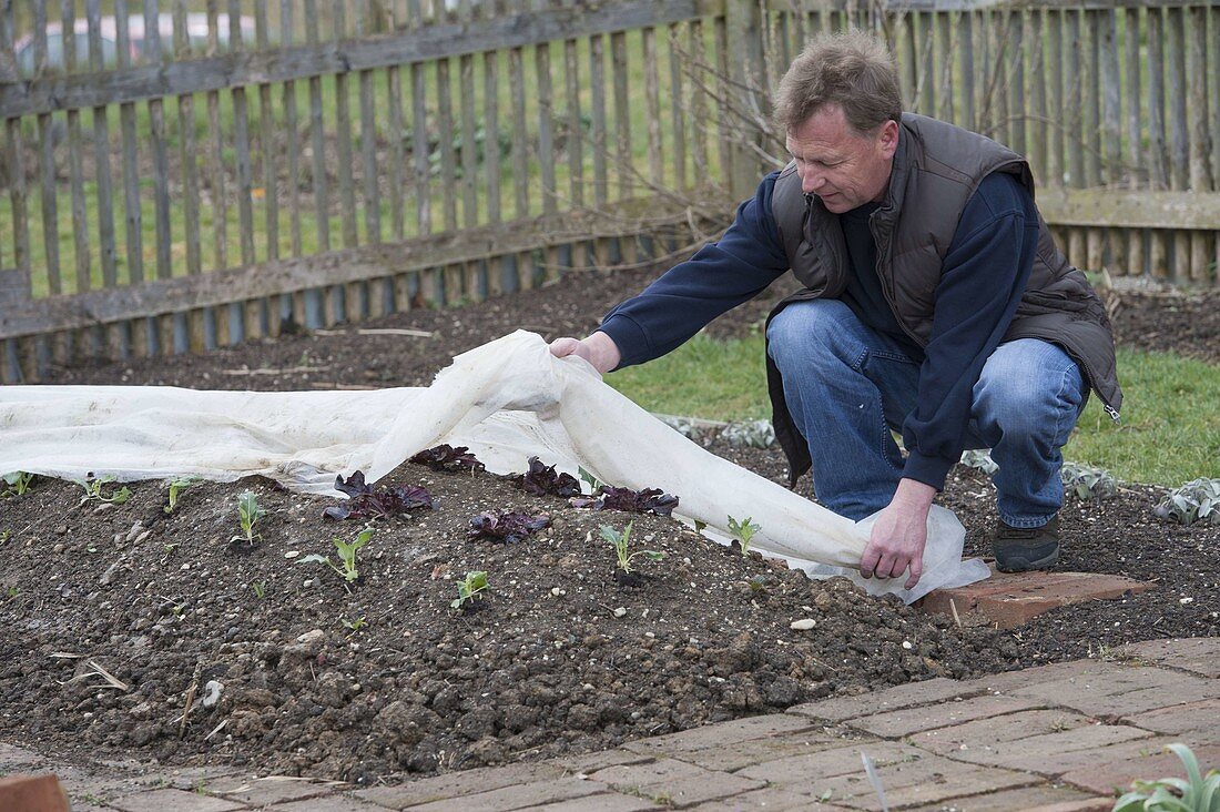 Mann schützt Gemüse im Huegelbeet mit Vlies vor Spätfrost