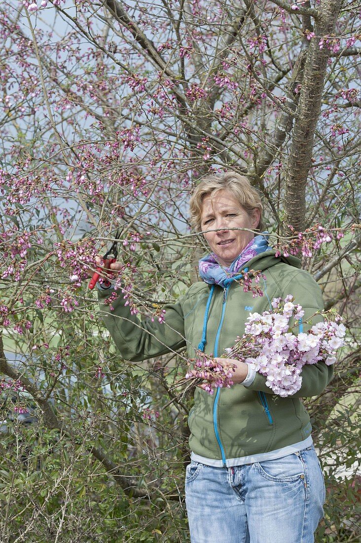 Woman cutting Prunus 'Accolade' branches for bouquet