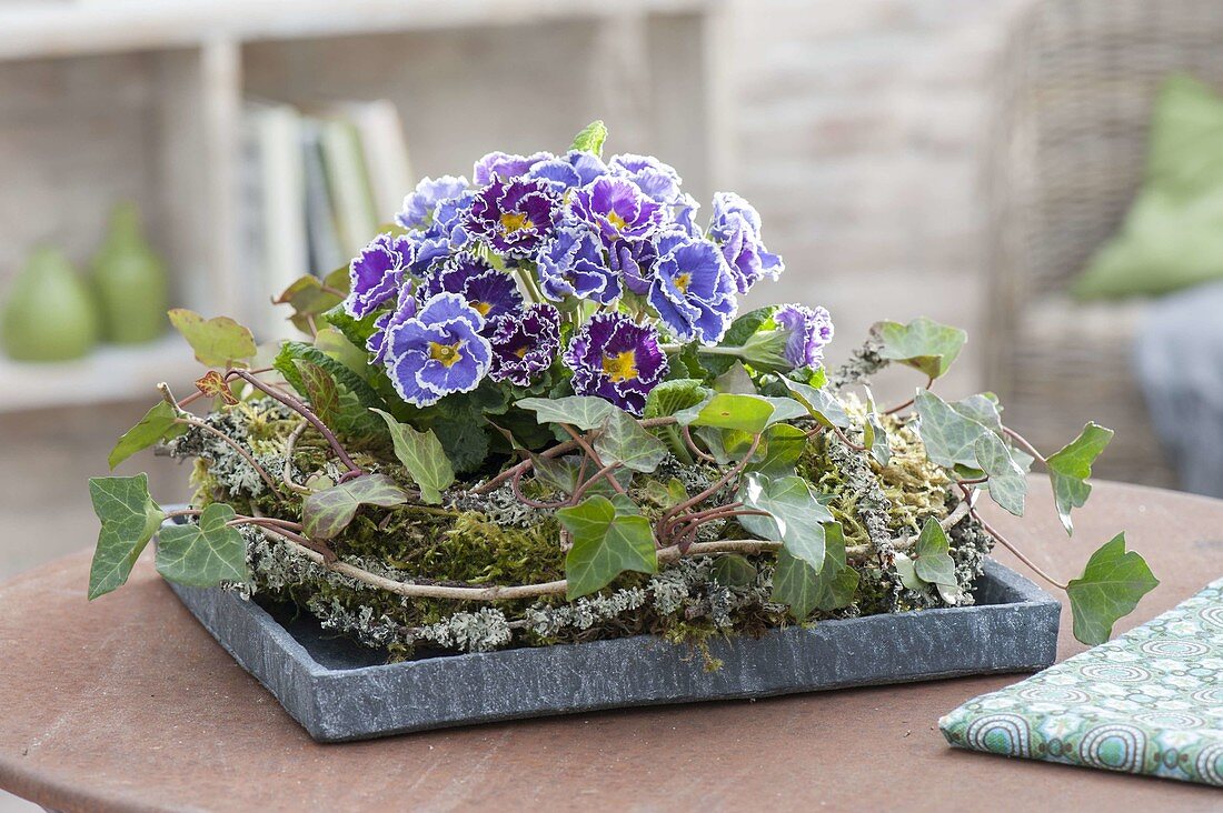 Primula Siroccoco 'Blue' 'Purple' (Gerueschte Primeln) in Kranz aus Hedera