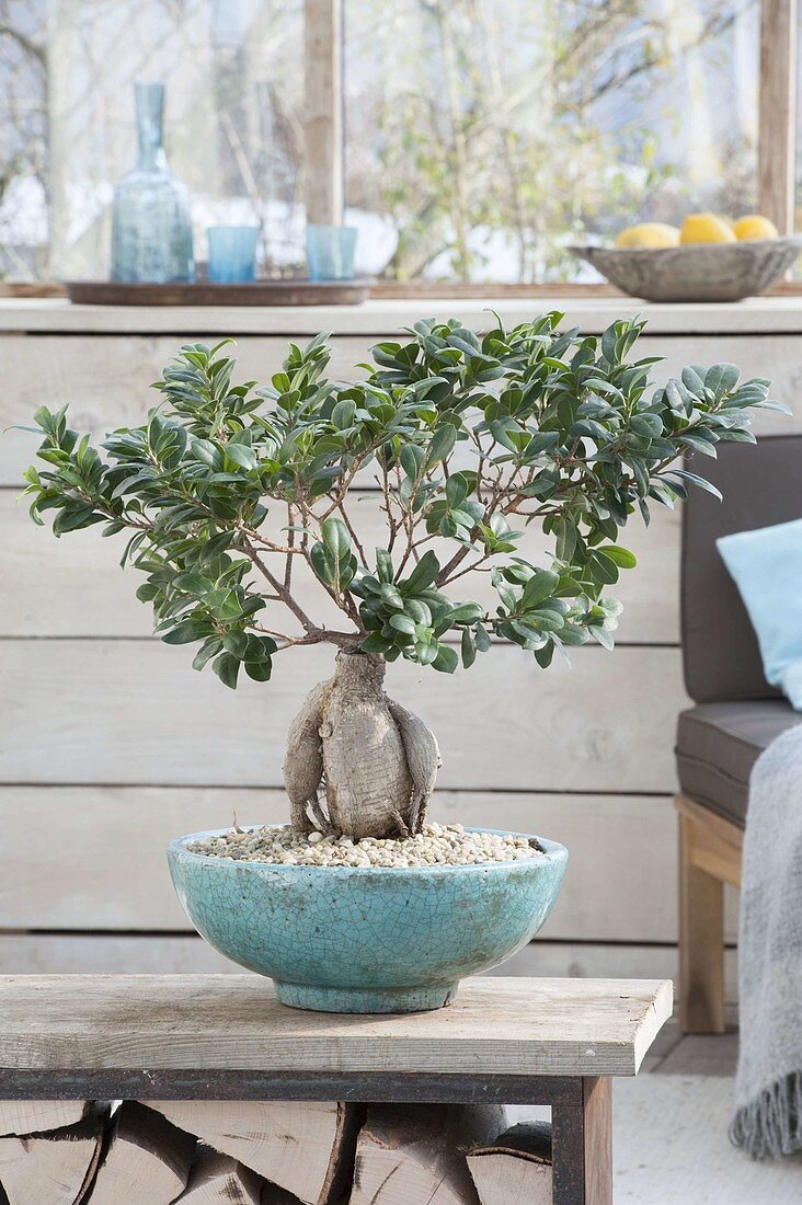 Ficus microcarpa 'Ginseng' (Lorbeerfeige) in Schale