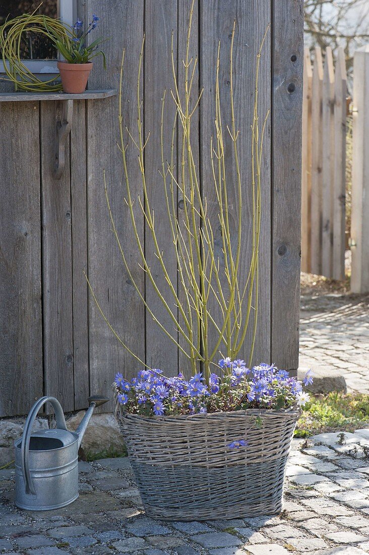 Cornus stolonifera 'Flaviramea' (Gelbholz-Hartriegel) unterpflanzt mit Anemone