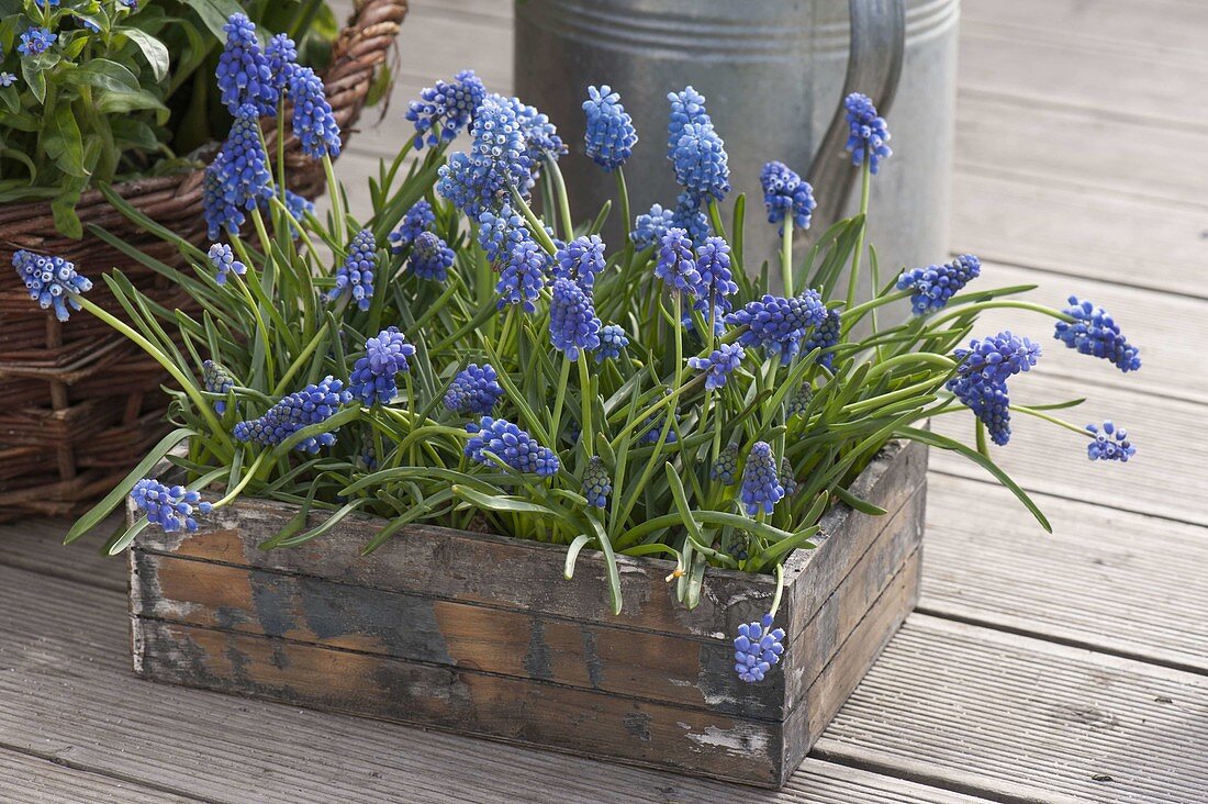 Muscari aucheri 'Blue Magic' (grape hyacinth) in wooden box
