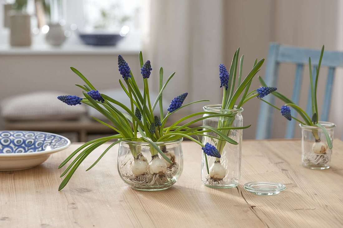 Muscari armeniacum 'Blue Pearl' (Traubenhyazinthen)