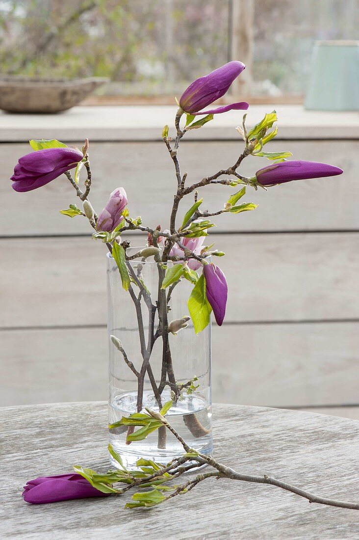 Zweige von Magnolia liliiflora 'Susan' (Purpur-Magnolie) in Glas-Vase