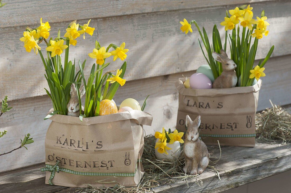 Papiertueten mit Narcissus 'Tete a Tete' (Narzissen) als Osternester